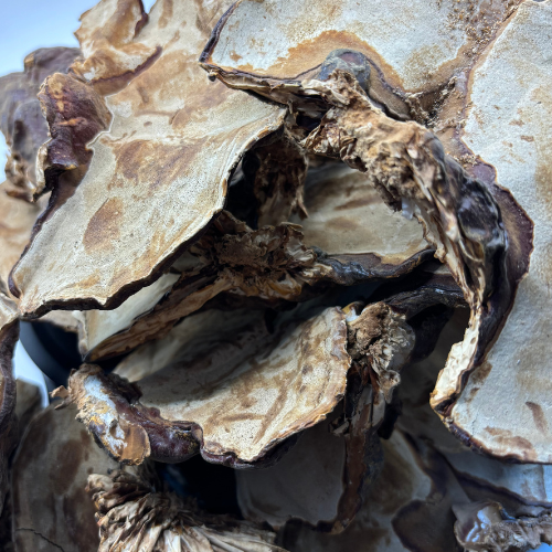 Seta Ganoderma Lucidum