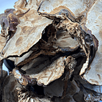 Seta Ganoderma Lucidum