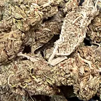 Cerrito Kush Exterior Regular