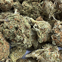 Northern Lights 2 Greenhouse