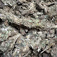 Amnesia Haze Exterior