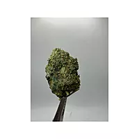 Blue Dream Greenhouse Exotic Living Soil