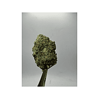 Blue Dream Greenhouse Exotic Living Soil