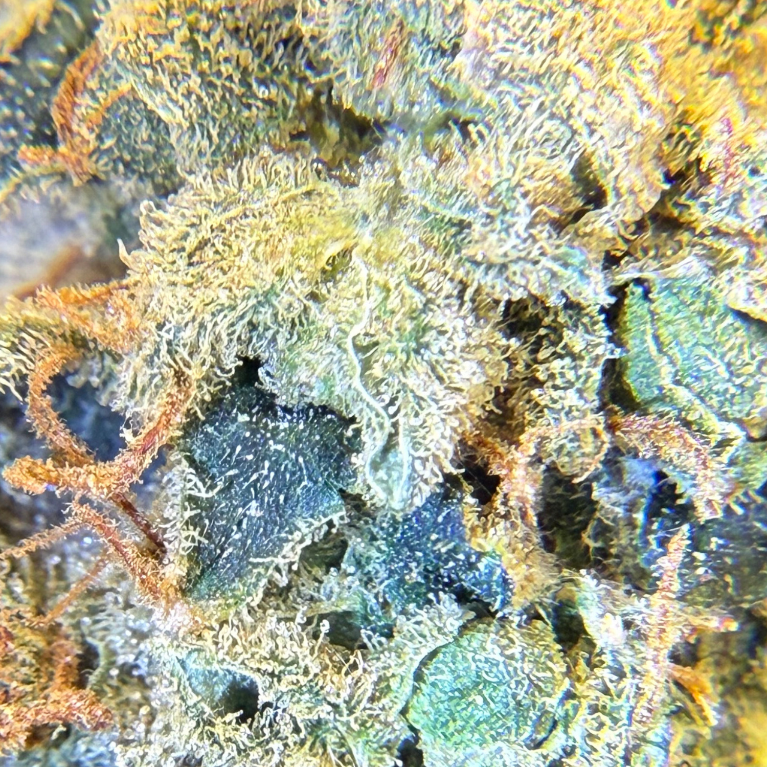 Blackberry Sour Indoor Hidropónica