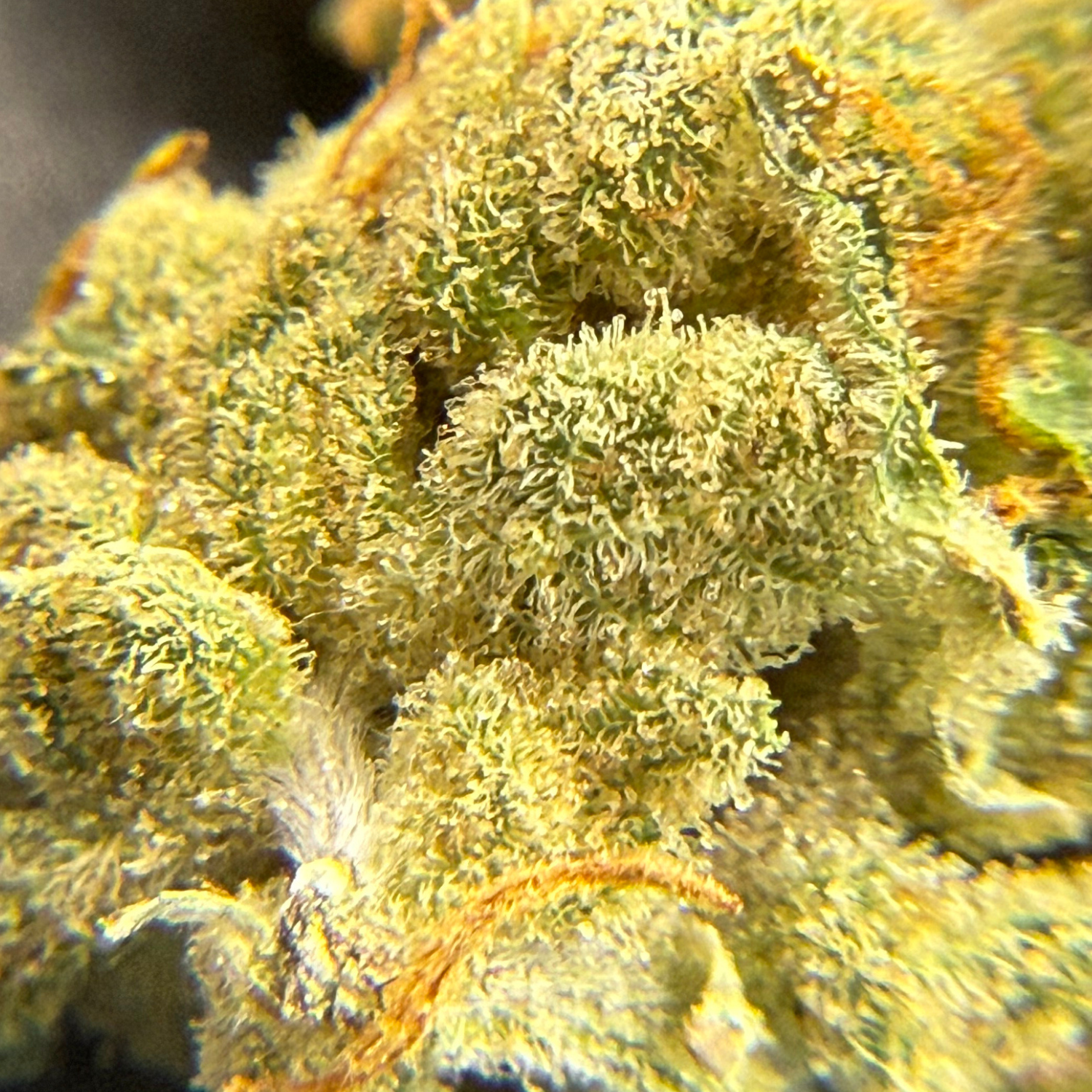 Chem Funk Indoor Hidropónica