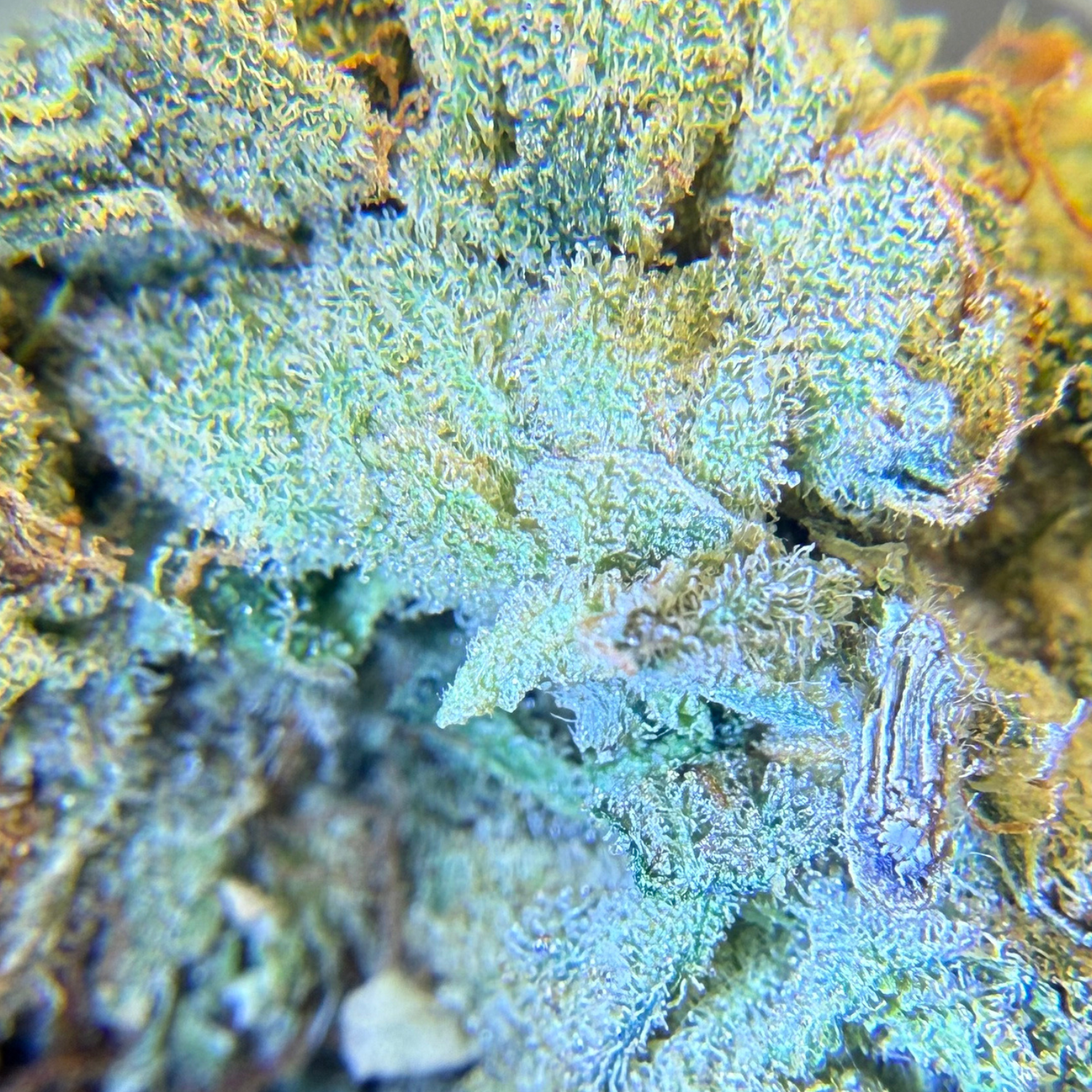 Holy Grail Kush Indoor Hidropónica