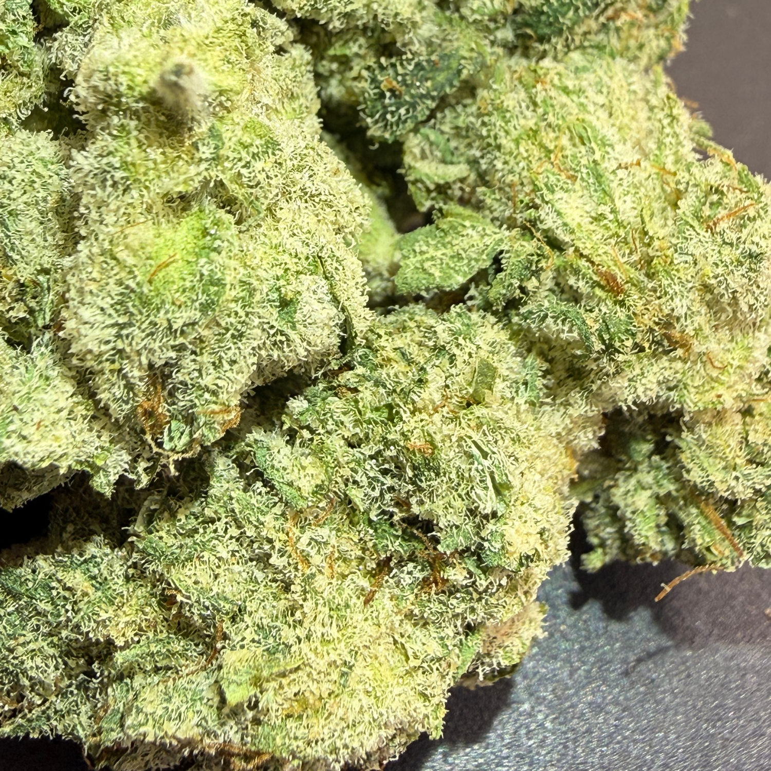 Super Lemon × Gary Payton Indoor Hidropónica