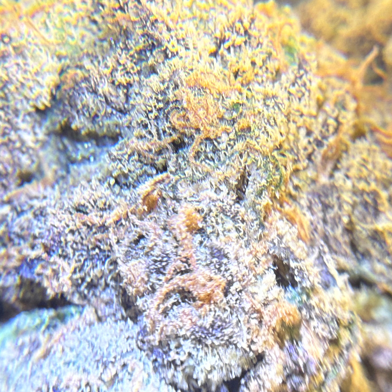 Martian Candy Nugget Indoor Hidropónica