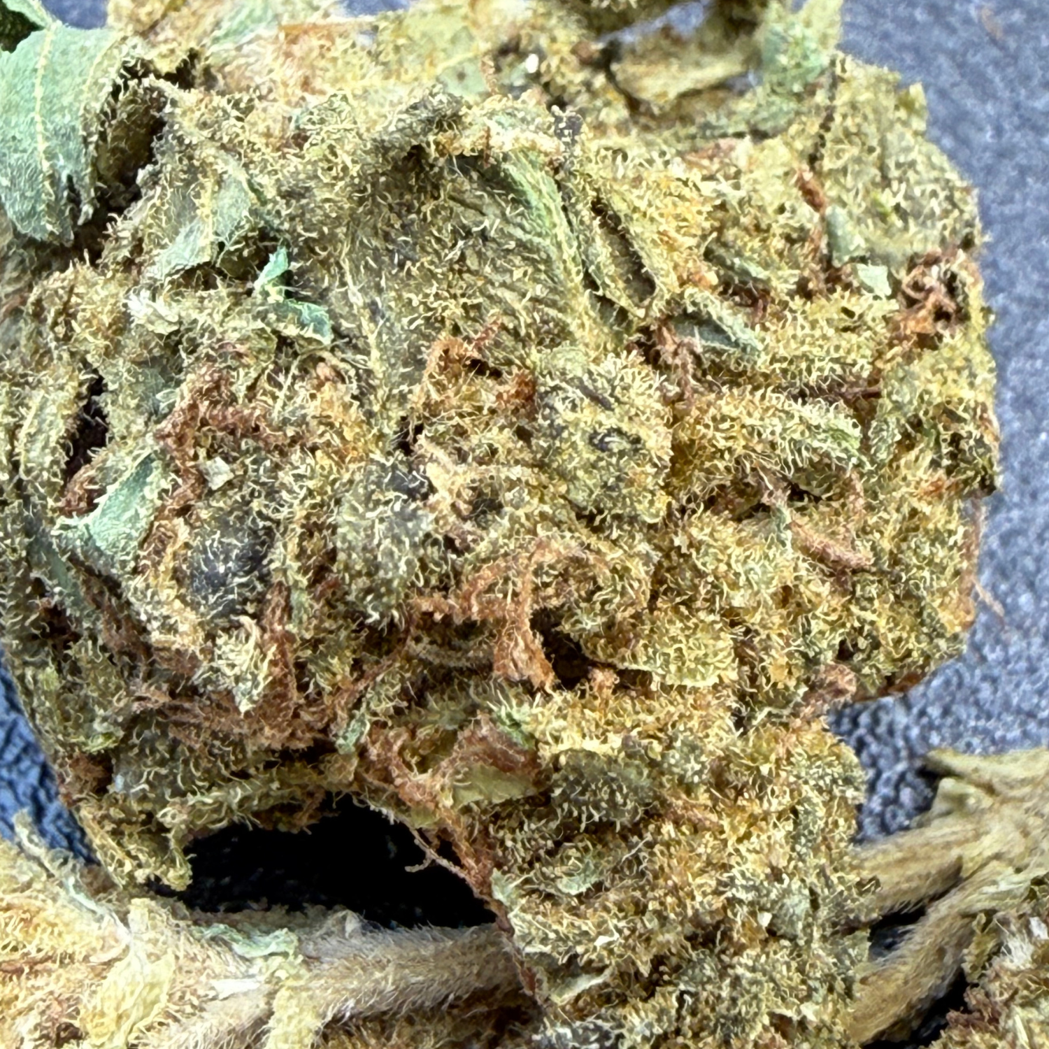 Jack Herer Indoor Básica