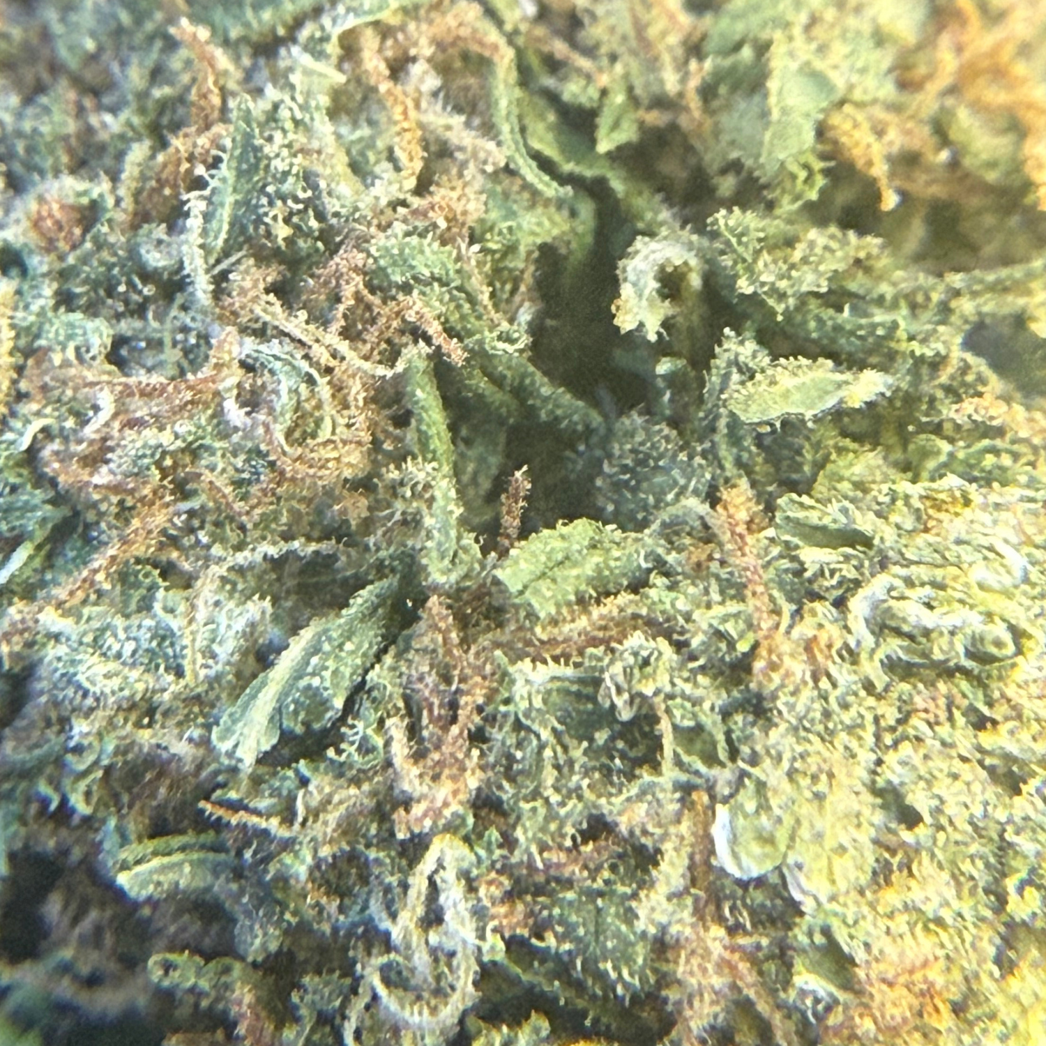 Peach Indoor Clásica