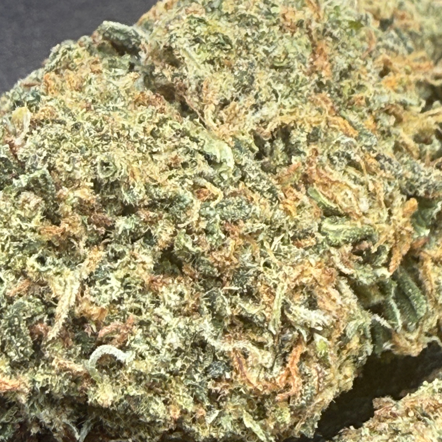 Gelato × Tropicana Indoor Clásica