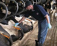 All-Weather Paintstik Livestock Marker