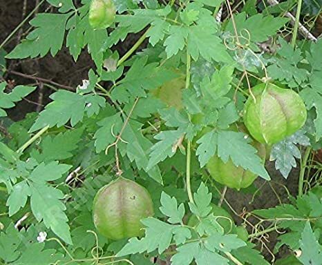 MUDAKATRAN KEERAI - BALLON VINE (முடக்கற்றான் கீரை)