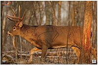 BIRCHWOOD CASEY 23" x 35" Eze-Scorer Highly Visible Non-Reactive Animal Shooting Paper Target (Folded), 2 Pack Whitetail Deer