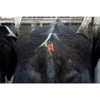 All-Weather Paintstik Livestock Marker