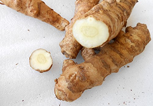 Kasthuri Manjal (கஸ்தூரி மஞ்சள்  ) Seed