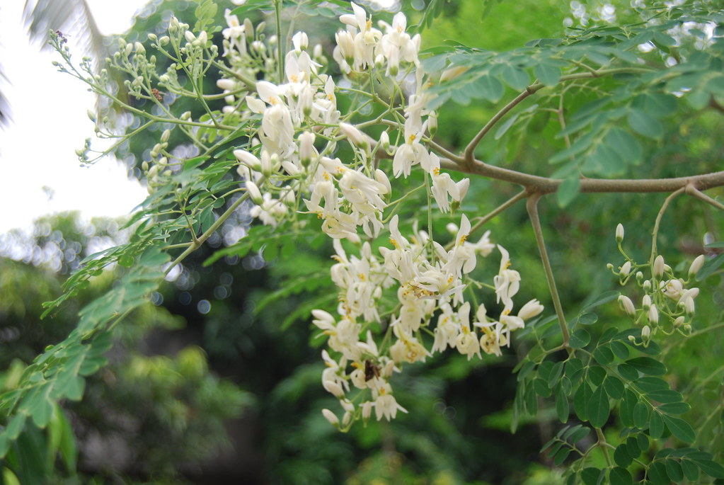 Moringa flower 100 G | முருங்கை பூ 100 G