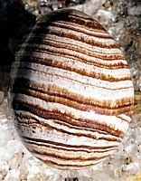 Aragonite eggs (range approximately 45-55mm) Aragonite eggs (range approximately 45-55mm)