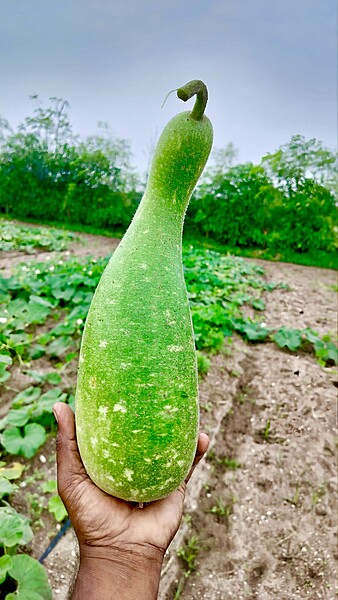 Long story Bottle Gourd |  நீள கதை சுரைக்காய்