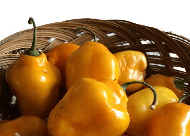 Habanero PQ Yellow (Hot Pepper)