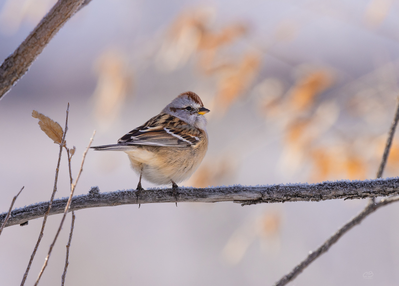 Sparrow On Winter Branch