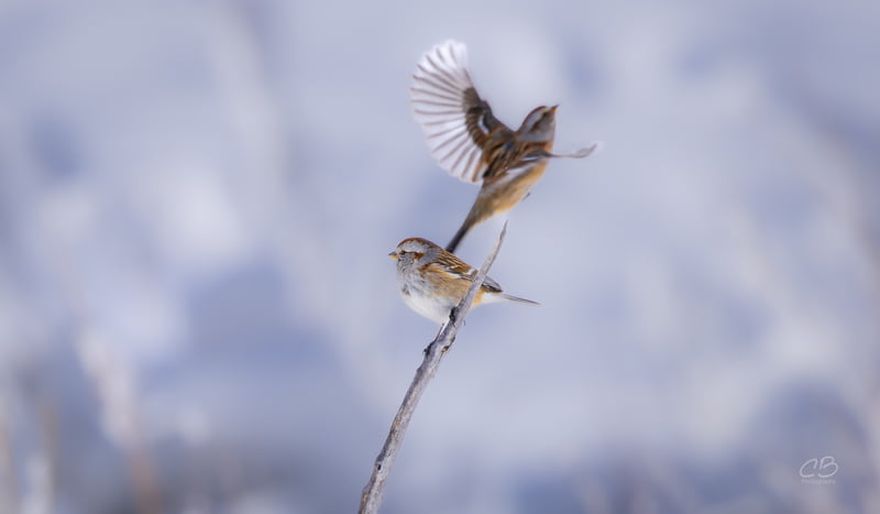 CB Photography Sparrow Taking Flight
