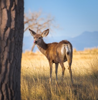 CB Photography Mule Deer Look Back