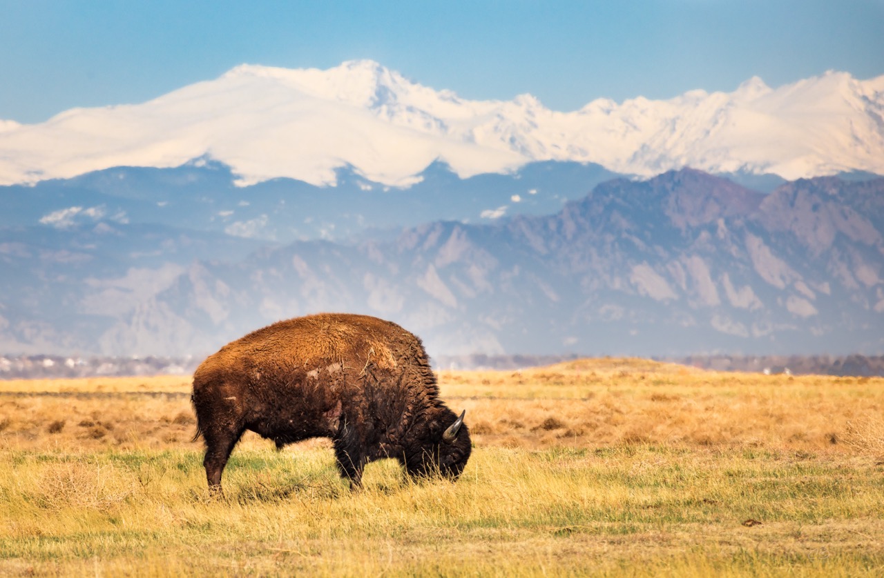 CB Photography Bison Grazing On Front Range Of Rocky Mountains