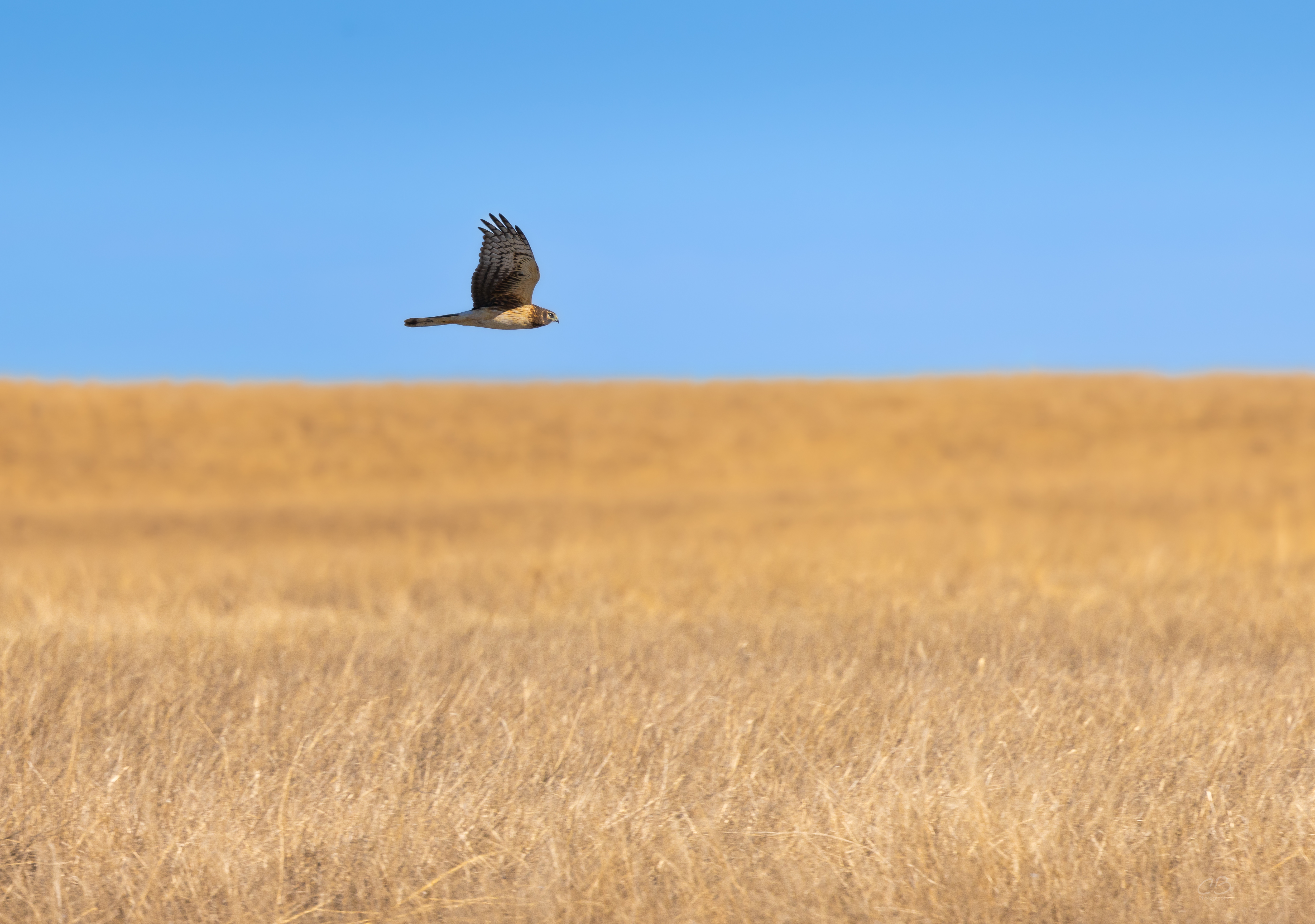 CB Photography Hen Harrier Hawk