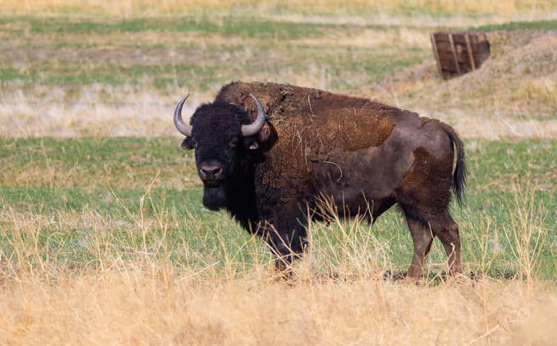 CB Photography Majestic Bison