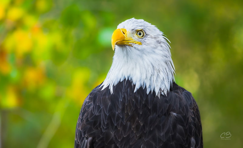 CB Photography American Bald Eagle