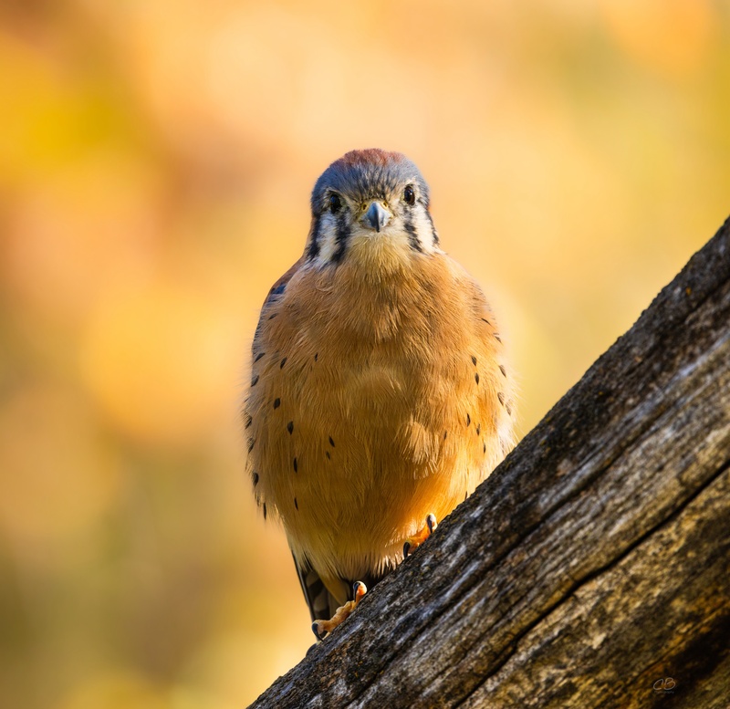 CB Photography American Kestrel