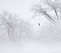 CB Photography Lonely Hawk