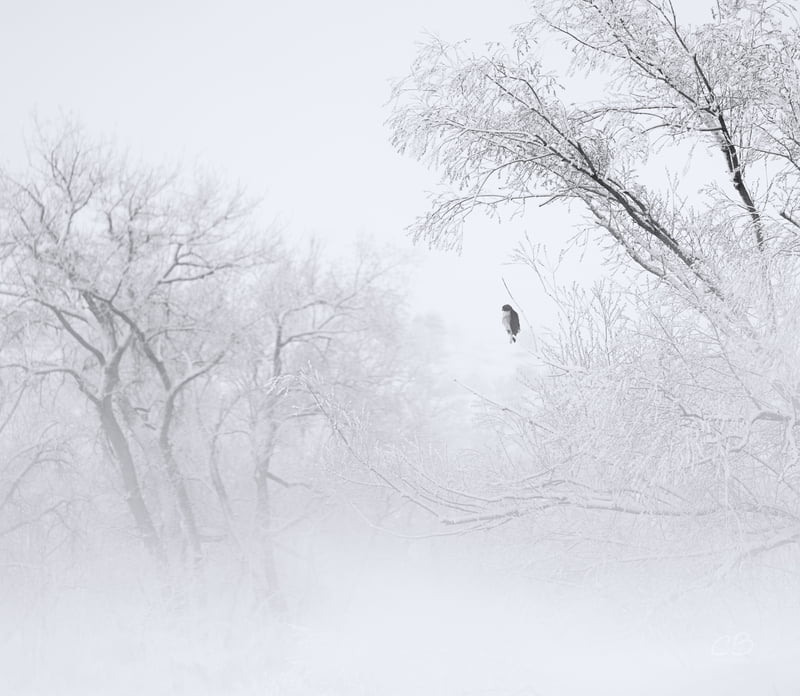 CB Photography Lonely Hawk