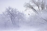 CB Photography Patient Hawk