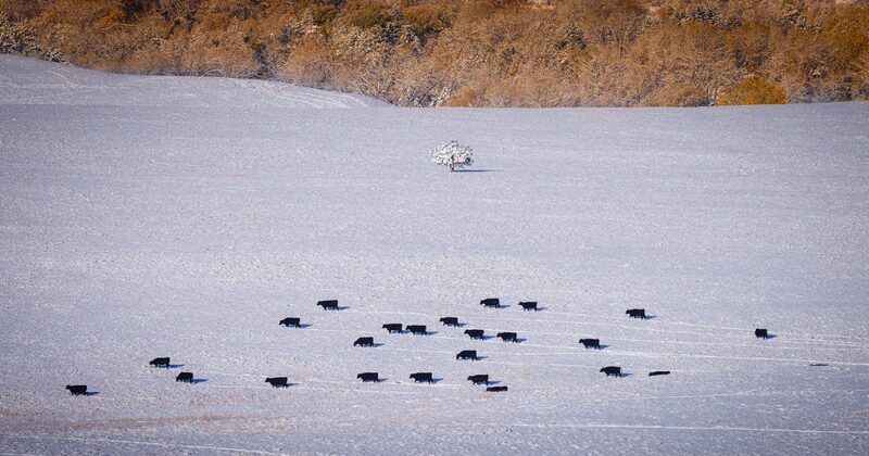 CB Photography Marshall Tree And Passing Cows