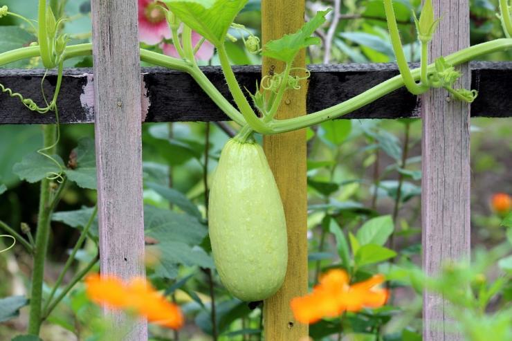 Bottle Gourd - SEEMAI ( சீமைச் சுரைகாய் )