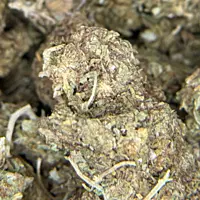 Cerrito Kush Exterior Regular