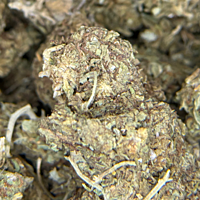 Cerrito Kush Exterior Regular