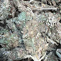 Amnesia Haze Exterior