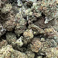 Maui Wowie Greenhouse Standard