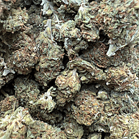 Maui Wowie Greenhouse Standard
