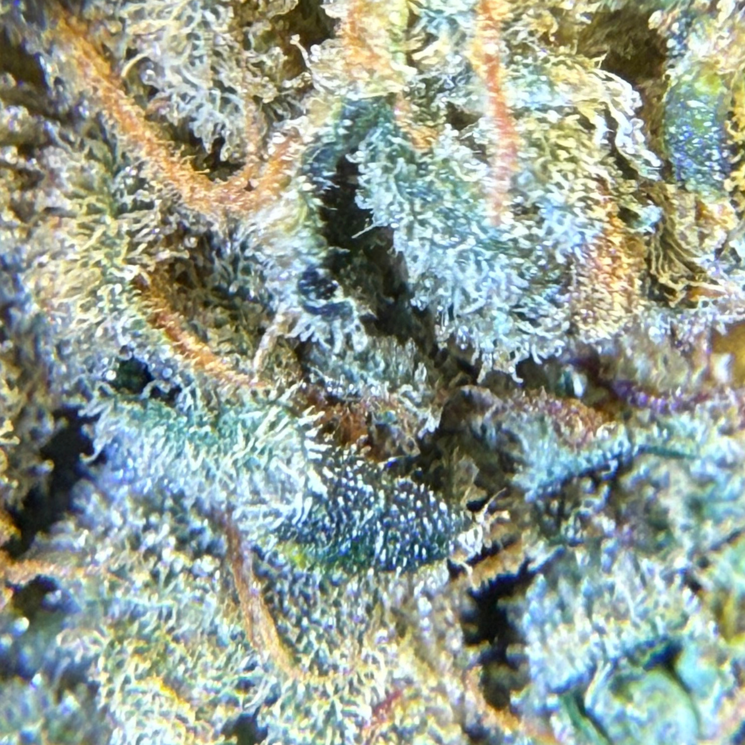 Blackberry Sour Indoor Hidropónica