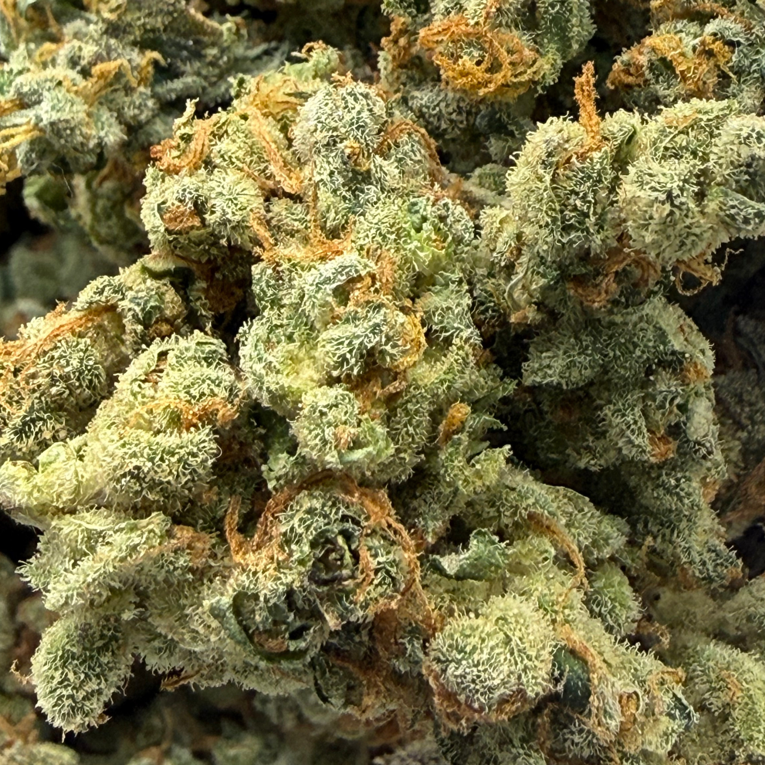 Chem Funk Indoor Hidropónica