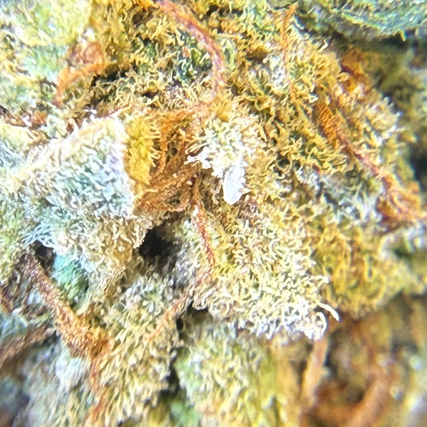 Holy Grail Kush Indoor Hidropónica