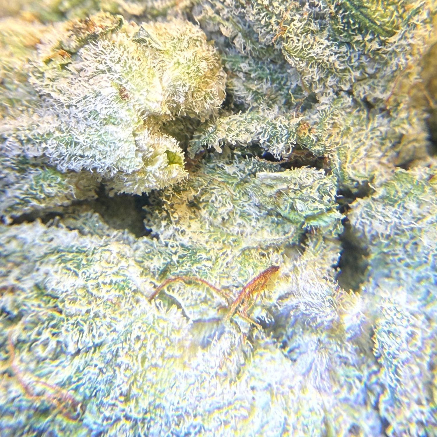 Super Lemon × Gary Payton Indoor Hidropónica
