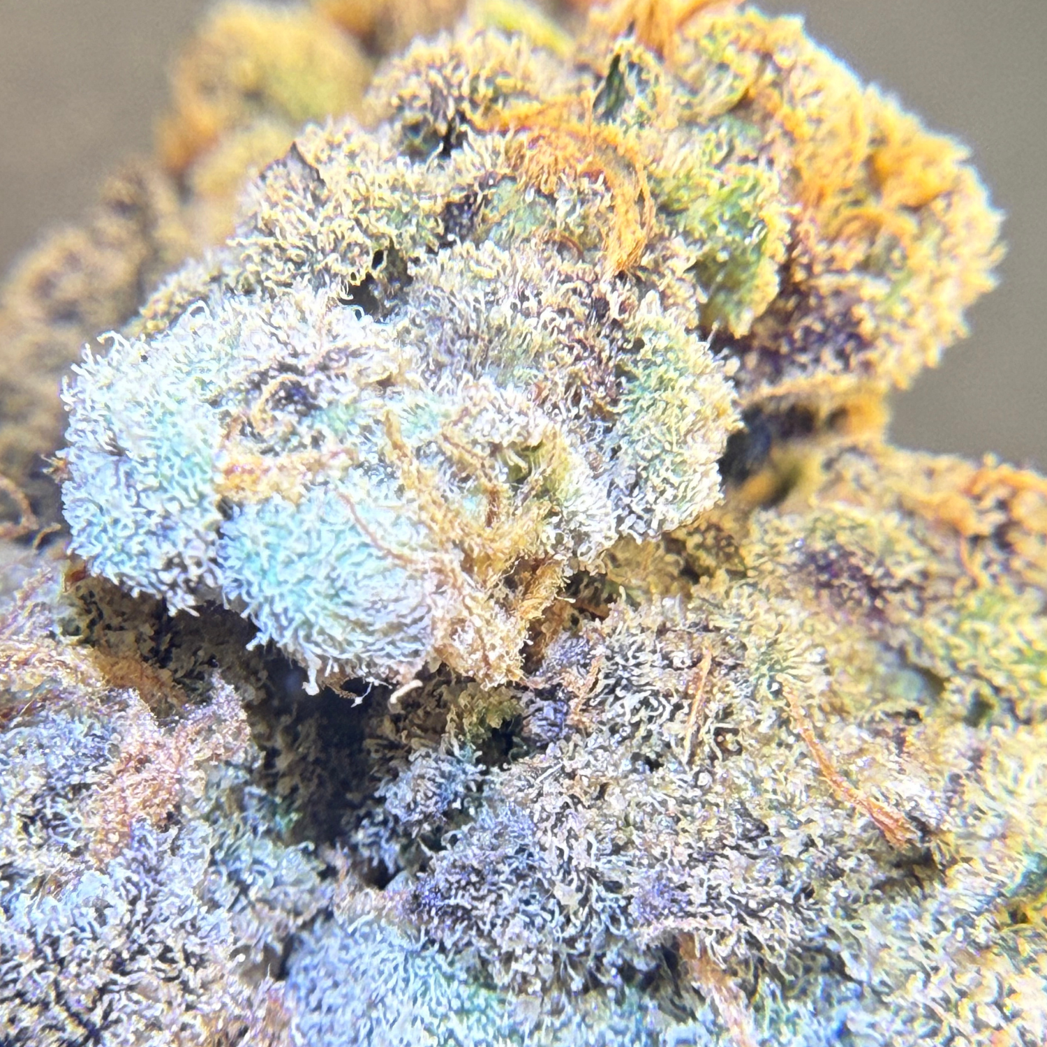 Martian Candy Nugget Indoor Hidropónica