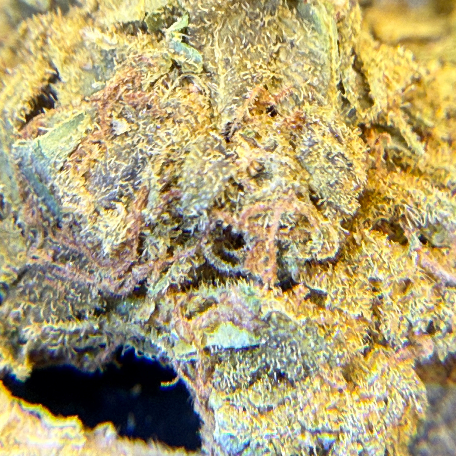 Jack Herer Indoor Básica
