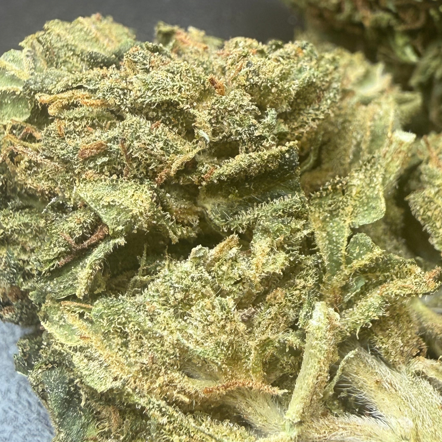 Peach Indoor Clásica
