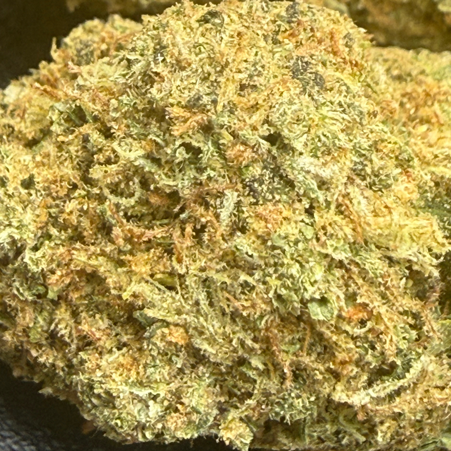Gelato × Tropicana Indoor Clásica